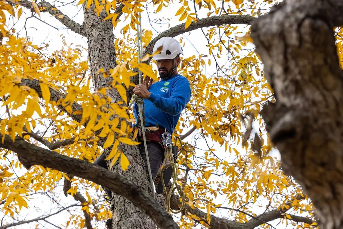Skilled Tree Trimming crew working in Vining